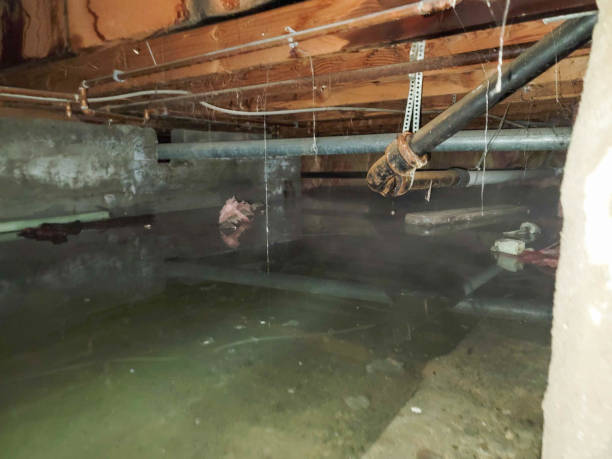 Best Flooded house restoration  in Homer, AK