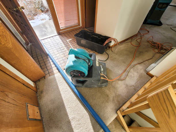 Best Mold removal after water damage  in Homer, AK